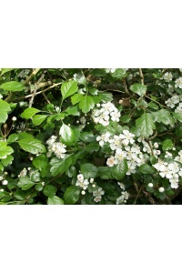 Aubépine à deux styles - Crataegus laevigata  - Haie champetre  - Pepiniere Alsace - Vegetal Local Nord Est - Bio - Jardin forêt comestible - fruitier - permaculture