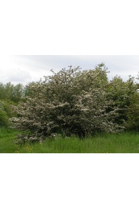 Aubépine monogyne - Crataegus monogyna  - Haie champetre  - Pepiniere Alsace - Vegetal Local Nord Est - Bio - Jardin forêt comestible - fruitier - permaculture