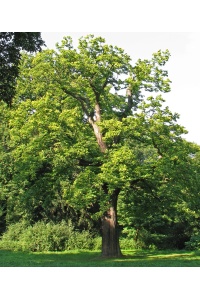 Châtaignier - Castanea sativa - Haie champetre  - Pepiniere Alsace - Vegetal Local Nord Est - Bio - Jardin forêt comestible - fruitier - permaculture