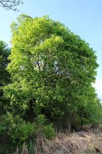 Érable plane - Acer platanoides  - Haie champetre  - Pepiniere Alsace - Vegetal Local Nord Est - Bio - Jardin forêt comestible - fruitier - permaculture