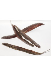 Févier d’Amérique - Gleditsia triacanthos - Haie champetre  - Pepiniere Alsace - Vegetal Local Nord Est - Bio - Jardin forêt comestible - fruitier - permaculture
