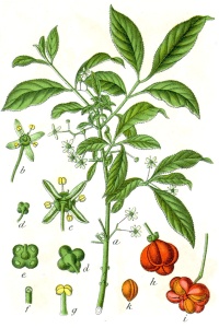 Fusain d’Europe - Euonymus europeaus - Haie champetre  - Pepiniere Alsace - Vegetal Local Nord Est - Bio - Jardin forêt comestible - fruitier - permaculture