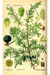 Genévrier commun - Juniperus communis - Haie champetre  - Pepiniere Alsace - Vegetal Local Nord Est - Bio - Jardin forêt comestible - fruitier - permaculture
