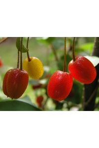 Goumi du Japon - Elaeagnus multiflora - Haie champetre  - Pepiniere Alsace - Vegetal Local Nord Est - Bio - Jardin forêt comestible - fruitier - permaculture