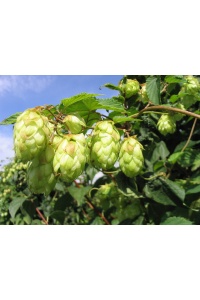 Houblon - Humulus lupulus - Haie champetre  - Pepiniere Alsace - Vegetal Local Nord Est - Bio - Jardin forêt comestible - fruitier - permaculture
