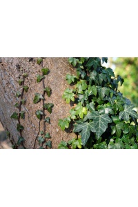 Lierre grimpant - Hedera helix - Haie champetre  - Pepiniere Alsace - Vegetal Local Nord Est - Bio - Jardin forêt comestible - fruitier - permaculture
