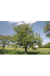 Merisier - Prunus avium - Haie champetre  - Pepiniere Alsace - Vegetal Local Nord Est - Bio - Jardin forêt comestible - fruitier - permaculture