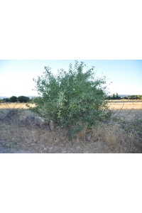 Nerprun purgatif - Rhamnus cathartica - Haie champetre  - Pepiniere Alsace - Vegetal Local Nord Est - Bio - Jardin forêt comestible - fruitier - permaculture