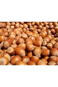 Noisetier - Corylus avellana - Haie champetre  - Pepiniere Alsace - Vegetal Local Nord Est - Bio - Jardin forêt comestible - fruitier - permaculture