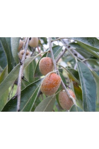 Olivier de Bohême - Elaeagnus angustifolia - Haie champetre  - Pepiniere Alsace - Vegetal Local Nord Est - Bio - Jardin forêt comestible - fruitier - permaculture