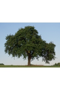 Poirier sauvage - Pyrus communis subsp. Pyraster  - Haie champetre  - Pepiniere Alsace - Vegetal Local Nord Est - Bio - Jardin forêt comestible - fruitier - permaculture