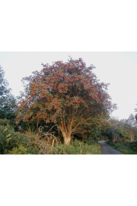 Sorbier des oiseleurs - Sorbus aucuparia - Haie champetre  - Pepiniere Alsace - Vegetal Local Nord Est - Bio - Jardin forêt comestible - fruitier - permaculture