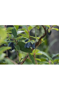 Chèvrefeuille comestible – Baie de mai ‘Kamtchatika’ - Lonicera kamtchatika - Haie champetre  - Pepiniere Alsace - Vegetal Local Nord Est - Bio - Jardin forêt comestible - fruitier - permaculture