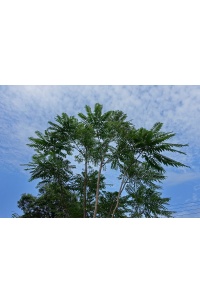 Arbre-salade-acajou-de-chine_Toona_sinensis - Haie champetre  - Pepiniere Alsace - Vegetal Local Nord Est- Bio - Jardin forêt comestible - fruitier - permaculture
