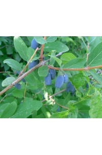 Chèvrefeuille comestible – Baie de mai ‘Kalinka’ - Lonicera kamtchatika - Haie champetre  - Pepiniere Alsace - Vegetal Local Nord Est - Bio - Jardin forêt comestible - fruitier - permaculture