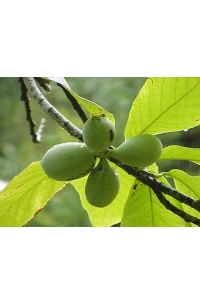Asiminier greffé Prima 1216 - Asiminia triloba ‘Prima 1216’ - Haie champetre  - Pepiniere Alsace - Vegetal Local Nord Est - Bio - Jardin forêt comestible - fruitier - permaculture