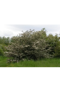 Aubépine monogyne - Crataegus monogyna  - Haie champetre  - Pepiniere Alsace - Vegetal Local Nord Est - Bio - Jardin forêt comestible - fruitier - permaculture