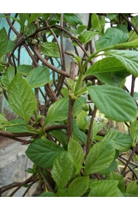 Baie aux 5 saveurs – Liane - Schisandra chinensis - Haie champetre  - Pepiniere Alsace - Vegetal Local Nord Est - Bio - Jardin forêt comestible - fruitier - permaculture