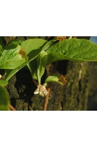 Baie aux 5 saveurs – Liane - Schisandra chinensis - Haie champetre  - Pepiniere Alsace - Vegetal Local Nord Est - Bio - Jardin forêt comestible - fruitier - permaculture