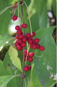 Baie aux 5 saveurs – Liane - Schisandra chinensis - Haie champetre  - Pepiniere Alsace - Vegetal Local Nord Est - Bio - Jardin forêt comestible - fruitier - permaculture