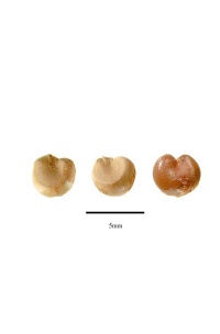Baie aux 5 saveurs – Liane - Schisandra chinensis - Haie champetre  - Pepiniere Alsace - Vegetal Local Nord Est - Bio - Jardin forêt comestible - fruitier - permaculture