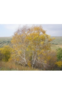 Bouleau- Betula pendula - Haie champetre  - Pepiniere Alsace - Vegetal Local Nord Est - Bio - Jardin forêt comestible - fruitier - permaculture