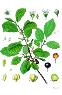 Bourdaine - Frangula alnus  - Haie champetre  - Pepiniere Alsace - Vegetal Local Nord Est - Bio - Jardin forêt comestible - fruitier - permaculture