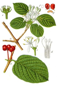 Camérisier à balai - Lonicera xylosteum - Haie champetre  - Pepiniere Alsace - Vegetal Local Nord Est - Bio - Jardin forêt comestible - fruitier - permaculture