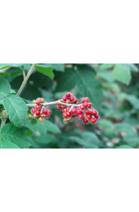 Sumac aromatique 'Grow low' – Vinaigrier couvre-sol - Rhus aromatica 'Grow low' - Haie champetre  - Pepiniere Alsace - Vegetal Local Nord Est - Bio - Jardin forêt comestible - fruitier - permaculture