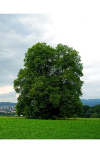 Charme - Carpinus betulus - Haie champetre  - Pepiniere Alsace - Vegetal Local Nord Est - Bio - Jardin forêt comestible - fruitier - permaculture