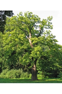 Châtaignier - Castanea sativa - Haie champetre  - Pepiniere Alsace - Vegetal Local Nord Est - Bio - Jardin forêt comestible - fruitier - permaculture
