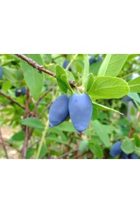 Chèvrefeuille comestible – Baie de mai ‘Edulis’ - Lonicera caerulea  - Haie champetre  - Pepiniere Alsace - Vegetal Local Nord Est - Bio - Jardin forêt comestible - fruitier - permaculture