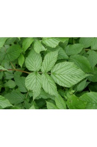 Framboisier 'Fall gold' - Rubus idaeus  - Haie champetre  - Pepiniere Alsace - Vegetal Local Nord Est - Bio - Jardin forêt comestible - fruitier - permaculture