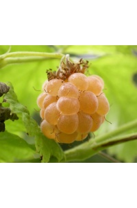 Framboisier 'Fall gold' - Rubus idaeus  - Haie champetre  - Pepiniere Alsace - Vegetal Local Nord Est - Bio - Jardin forêt comestible - fruitier - permaculture