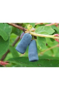 Chèvrefeuille comestible – Baie de mai ‘Blue velvet’ - Lonicera kamtchatika - Haie champetre  - Pepiniere Alsace - Vegetal Local Nord Est - Bio - Jardin forêt comestible - fruitier - permaculture