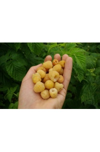 Framboisier 'Fall gold' - Rubus idaeus  - Haie champetre  - Pepiniere Alsace - Vegetal Local Nord Est - Bio - Jardin forêt comestible - fruitier - permaculture