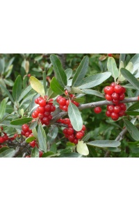 Shépherdie argentée - Shepherdia argentea - Haie champetre  - Pepiniere Alsace - Vegetal Local Nord Est - Bio - Jardin forêt comestible - fruitier - permaculture
