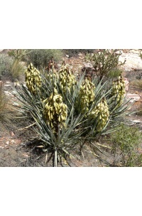 Yucca banane - Yucca baccata - Haie champetre  - Pepiniere Alsace - Vegetal Local Nord Est - Bio - Jardin forêt comestible - fruitier - permaculture