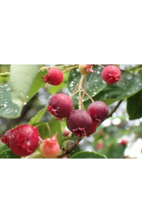 Amelanchier_du_Canada - Haie champetre  - Pepiniere Alsace - Vegetal Local Nord Est- Bio - Jardin forêt comestible - fruitier - permaculture