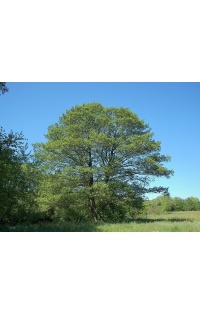 Aulne glutineux - Alnus glutinosa  - Haie champetre  - Pepiniere Alsace - Vegetal Local Nord Est - Bio - Jardin forêt comestible - fruitier - permaculture