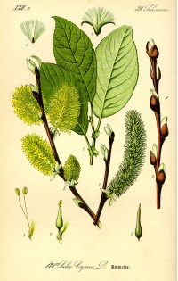 Saule marsault - Salix caprea - Haie champetre  - Pepiniere Alsace - Vegetal Local Nord Est - Bio - Jardin forêt comestible - fruitier - permaculture