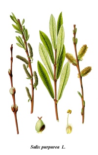 Saule pourpre - Salix purpurea - Haie champetre  - Pepiniere Alsace - Vegetal Local Nord Est - Bio - Jardin forêt comestible - fruitier - permaculture