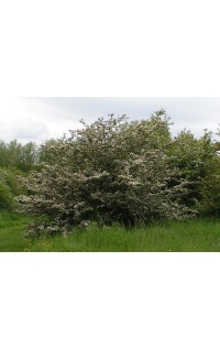 Aubépine monogyne - Crataegus monogyna  - Haie champetre  - Pepiniere Alsace - Vegetal Local Nord Est - Bio - Jardin forêt comestible - fruitier - permaculture