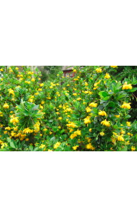 Épine-vinette à feuilles de Buis - Vinettier nain - Berberis buxifolia ‘Nana’  - Haie champetre  - Pepiniere Alsace - Vegetal Local Nord Est - Bio - Jardin forêt comestible - fruitier - permaculture