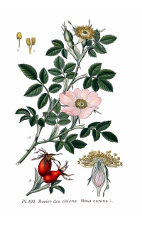Églantier - Rosa canina - Haie champetre  - Pepiniere Alsace - Vegetal Local Nord Est - Bio - Jardin forêt comestible - fruitier - permaculture
