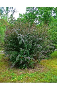 Épine-vinette - Berberis vulgaris - Haie champetre  - Pepiniere Alsace - Vegetal Local Nord Est - Bio - Jardin forêt comestible - fruitier - permaculture