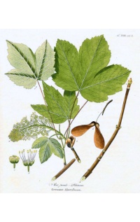 Érable sycomore - Acer pseudoplatanus  - Haie champetre  - Pepiniere Alsace - Vegetal Local Nord Est - Bio - Jardin forêt comestible - fruitier - permaculture