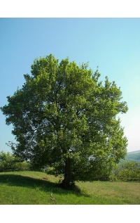 Érable champêtre - Acer campestre - Haie champetre  - Pepiniere Alsace - Vegetal Local Nord Est - Bio - Jardin forêt comestible - fruitier - permaculture