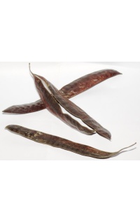 Févier d’Amérique - Gleditsia triacanthos - Haie champetre  - Pepiniere Alsace - Vegetal Local Nord Est - Bio - Jardin forêt comestible - fruitier - permaculture