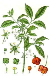 Fusain d’Europe - Euonymus europeaus - Haie champetre  - Pepiniere Alsace - Vegetal Local Nord Est - Bio - Jardin forêt comestible - fruitier - permaculture